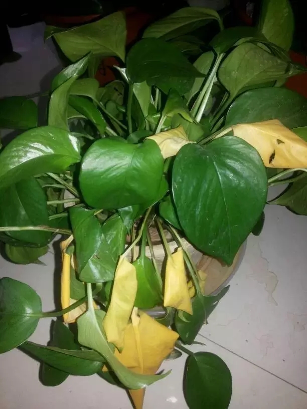 发财树和富贵竹叶子发黄怎么办,发财树绿萝叶子发黄快速补救方法