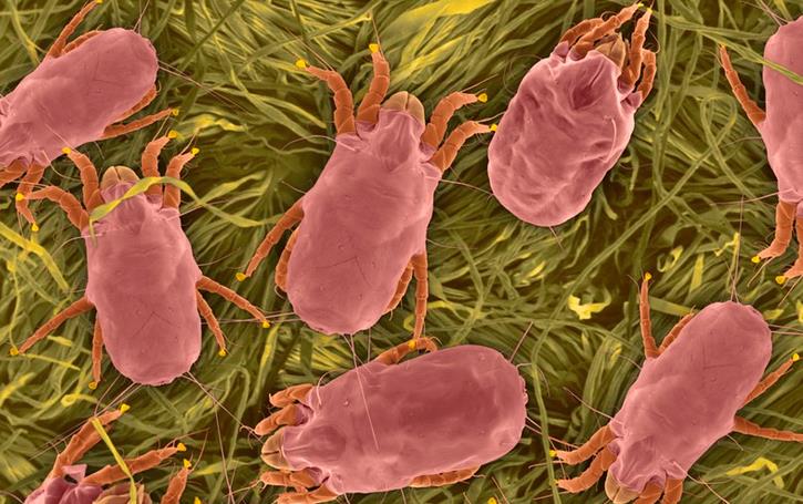 脸上有螨虫怎么彻底消灭,脸上有螨虫怎么消灭螨虫