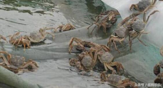 吃螃蟹应该怎么吃,食用螃蟹应注意的事项和营养价值