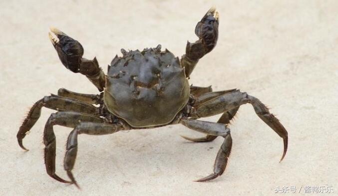 吃螃蟹应该怎么吃,食用螃蟹应注意的事项和营养价值