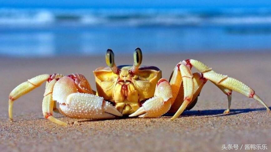吃螃蟹应该怎么吃,食用螃蟹应注意的事项和营养价值