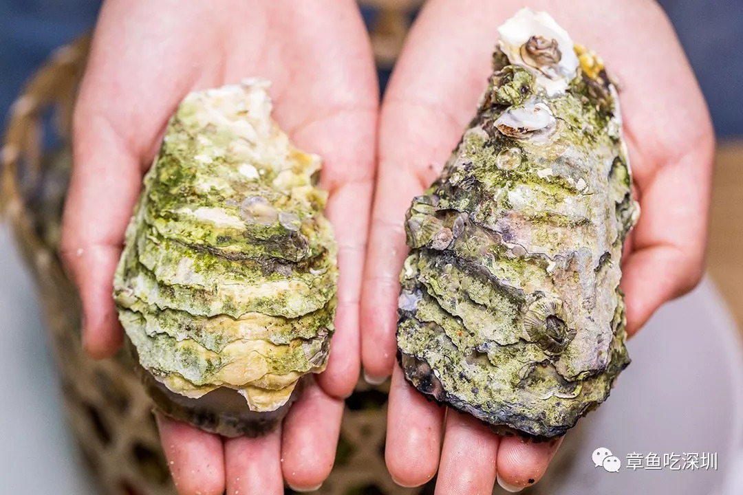 深圳竹篮蒸生蚝,深圳新安秦师傅竹篮蒸生蚝