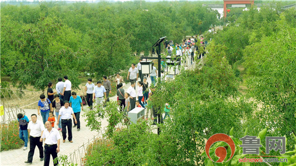 山东乐陵朱集镇百枣园,百枣园枣业