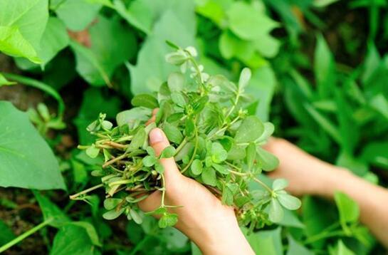 小小1颗野草,竟是湿气的“杀手”,每天拌着吃,老湿气一去不返