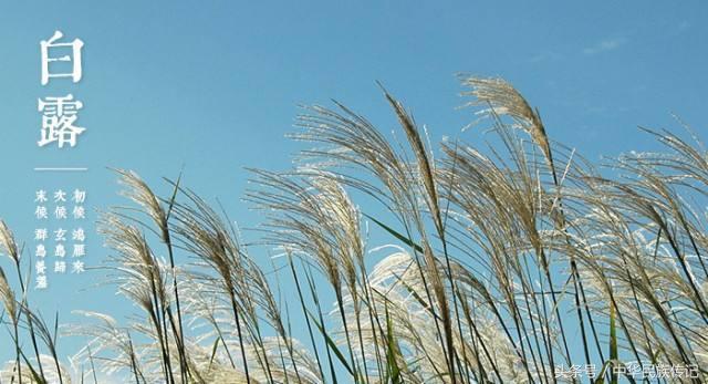 白露是昼夜温差最大的节气,白露节气天气怎么样