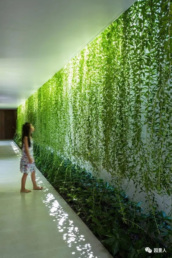 植物窗帘图案,植物窗帘效果图大全