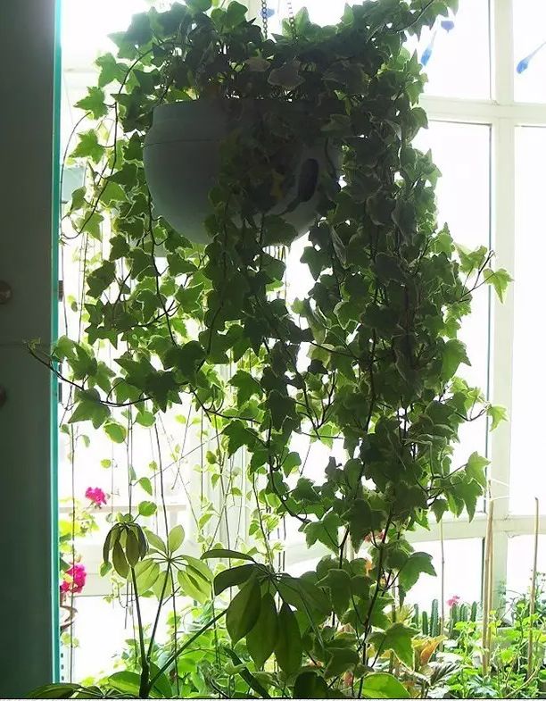 植物窗帘图案,植物窗帘效果图大全