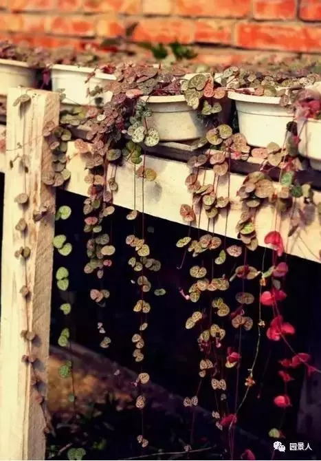 植物窗帘图案,植物窗帘效果图大全