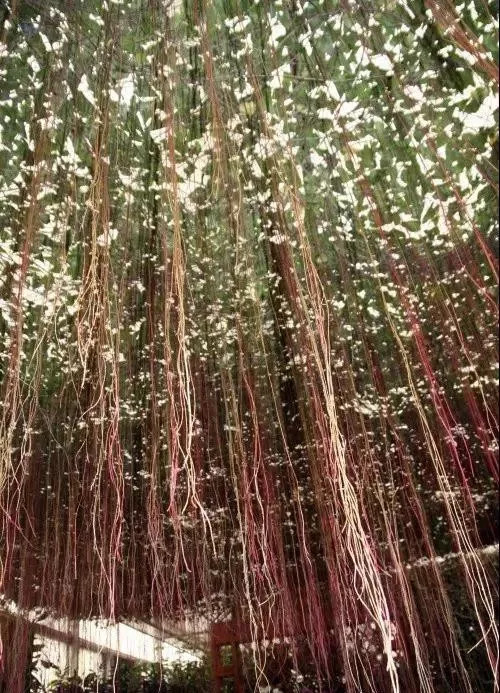 植物窗帘图案,植物窗帘效果图大全