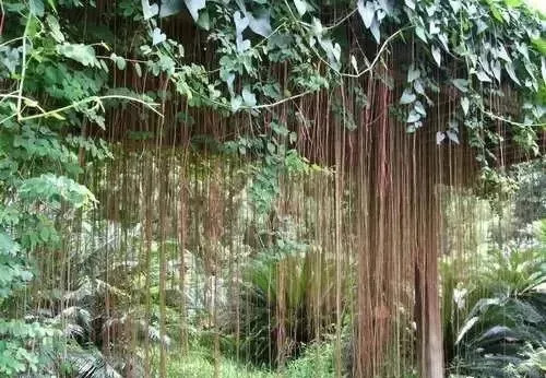 植物窗帘图案,植物窗帘效果图大全