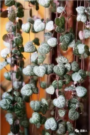 植物窗帘图案,植物窗帘效果图大全