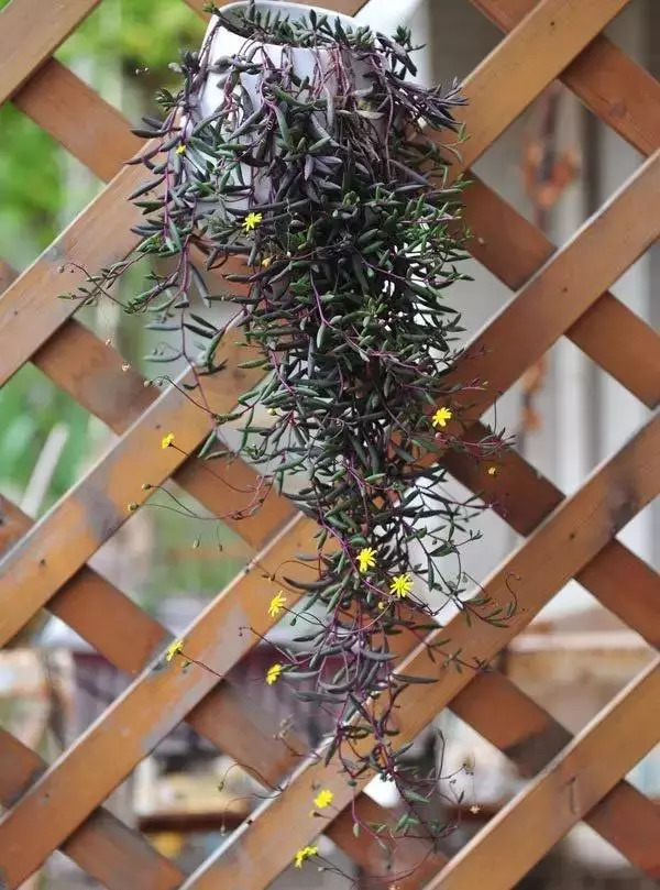 植物窗帘图案,植物窗帘效果图大全