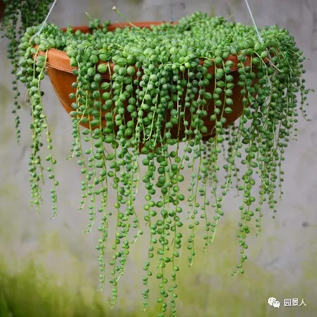 植物窗帘图案,植物窗帘效果图大全