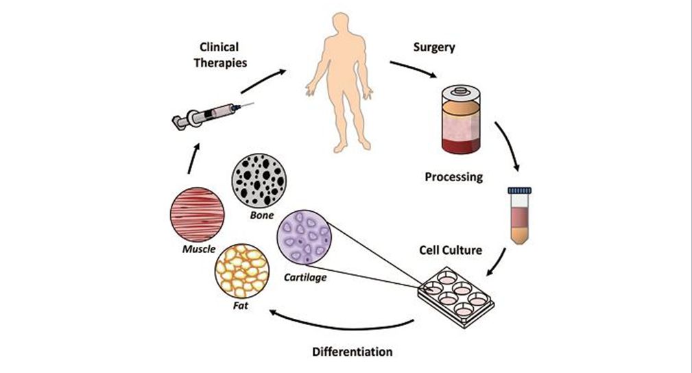 科普：关于干细胞，你应该知道什么？