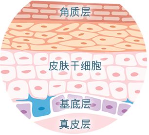 科普：关于干细胞，你应该知道什么？