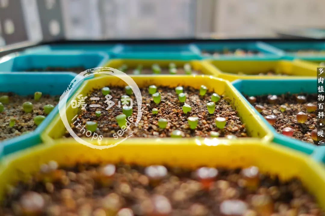 生石花播种后如何养护,生石花养护注意事项