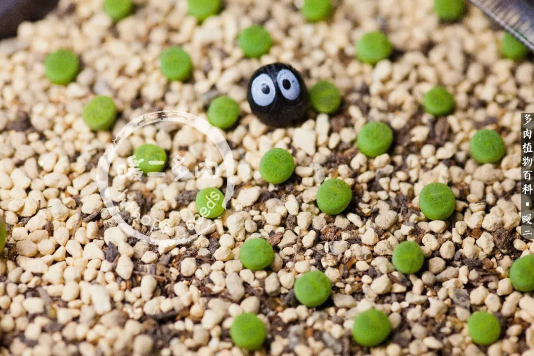 生石花播种后如何养护,生石花养护注意事项