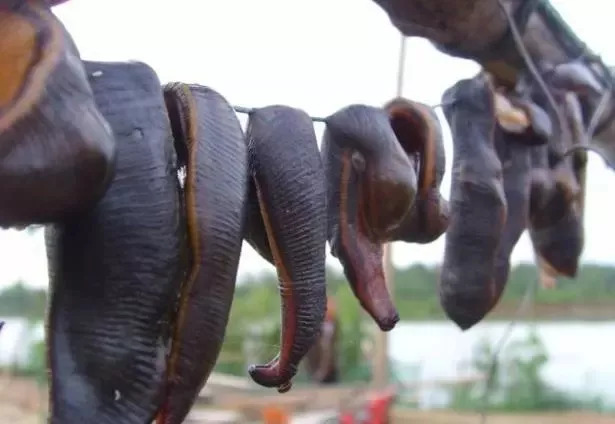 稻田里面的蚂蟥爬到脚上去了,稻田被水蛭咬了怎么处理