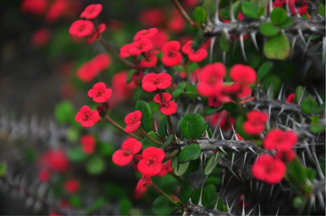 家庭盆栽花卉虎刺梅,虎刺梅盆栽开花