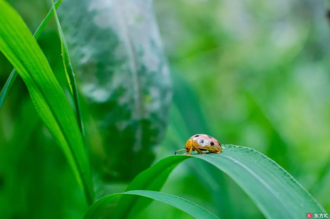 赋得开头的古诗有哪些,赋得古原草送别古诗