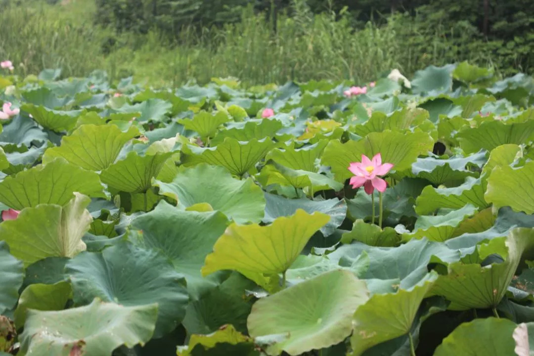 师大，给你们一个完美的开始