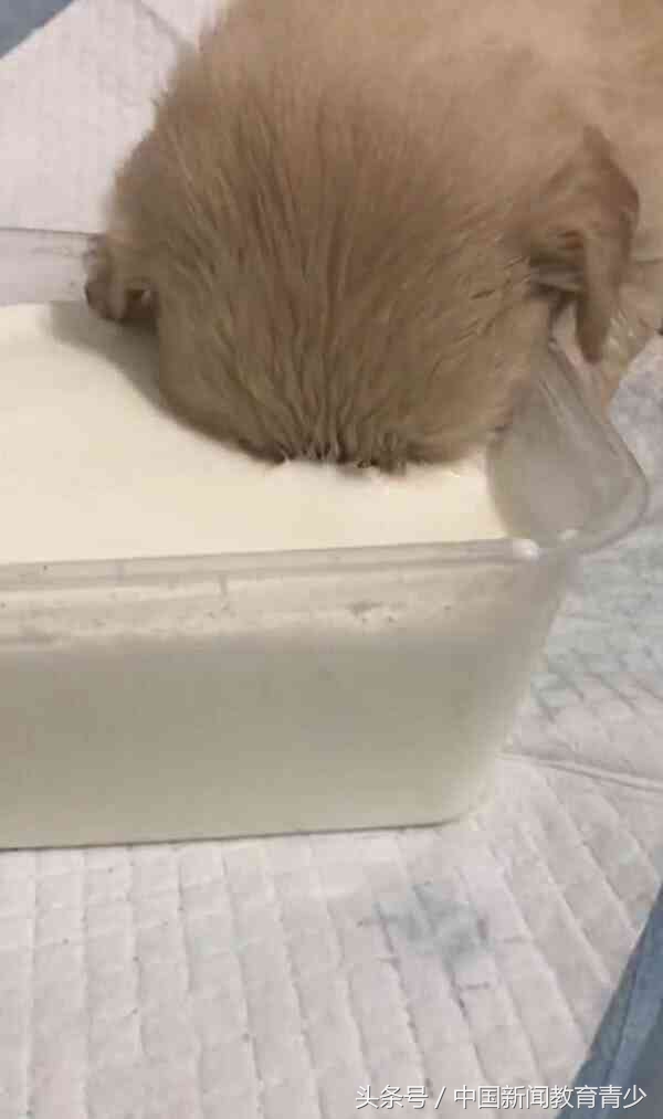 小奶狗吓得一直哆嗦,小奶狗被吓了一跳