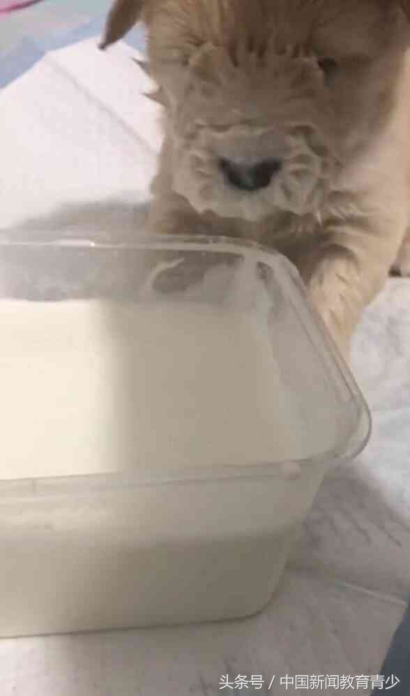 小奶狗吓得一直哆嗦,小奶狗被吓了一跳