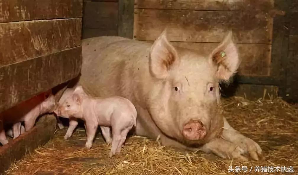 母猪配种的黄金时间表!