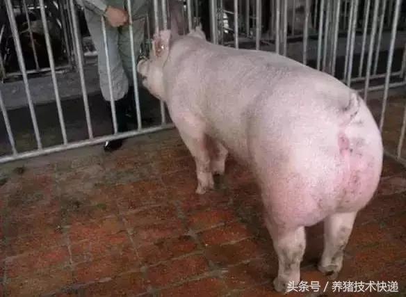 母猪配种的黄金时间表!