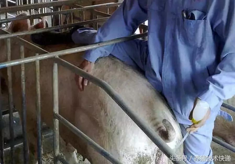 母猪配种的黄金时间表!