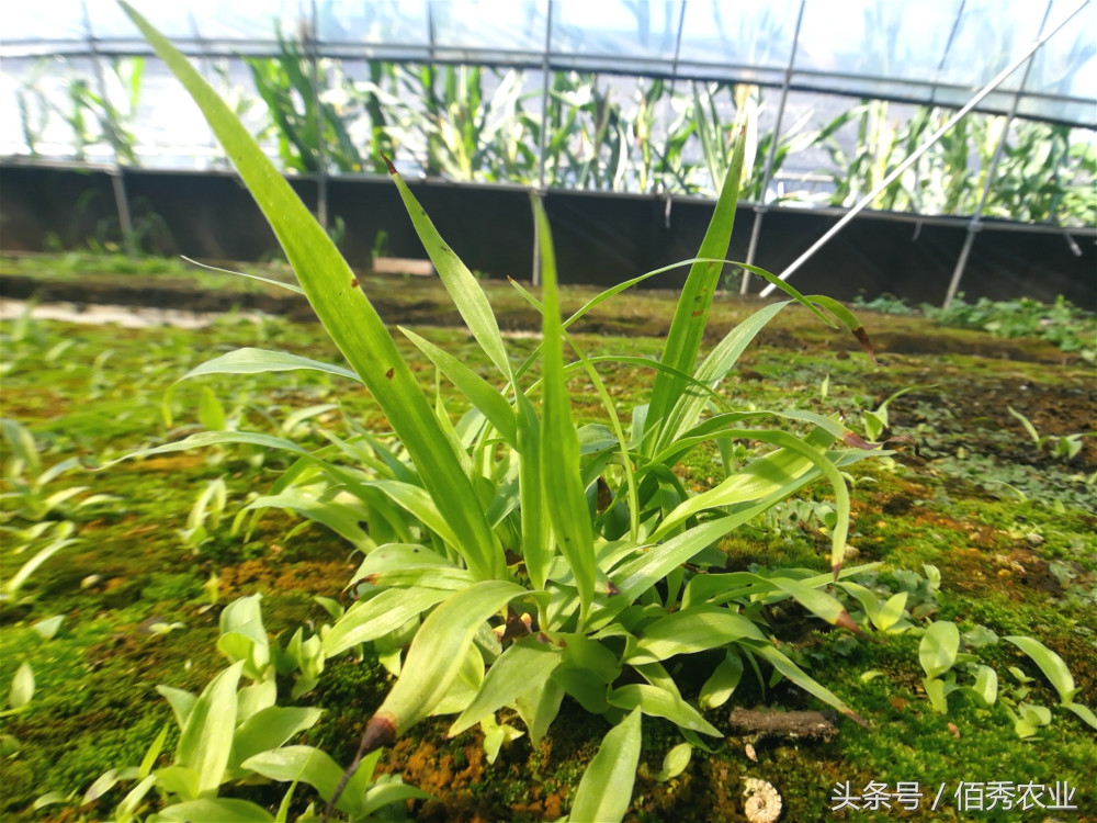 农村种植什么农作物赚钱不愁销路,种植什么农作物成本小效益高呢