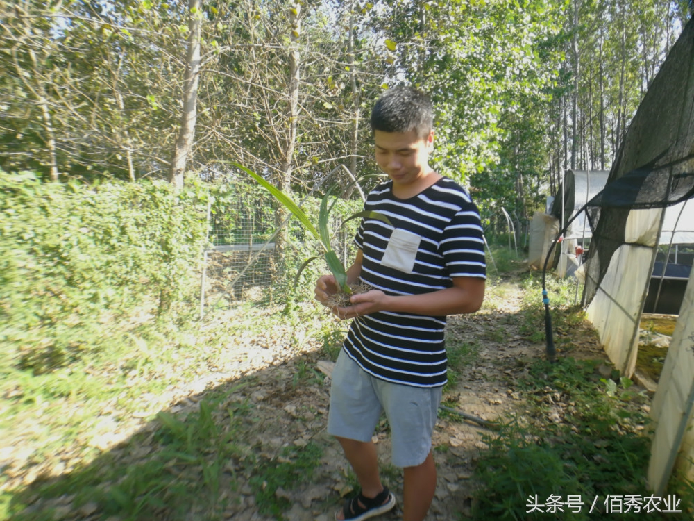 农村种植什么农作物赚钱不愁销路,种植什么农作物成本小效益高呢