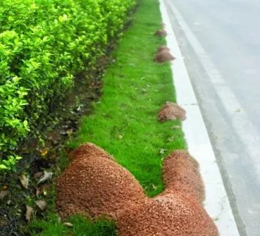 红火蚁的防治方法,红火蚁危害大专家支招防控技巧