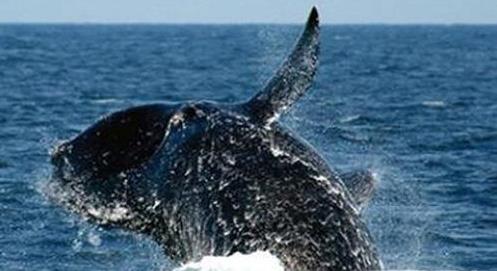 恐龙为什么如此巨大,恐龙为什么能长那么大的原因