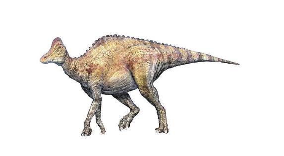 恐龙为什么如此巨大,恐龙为什么能长那么大的原因