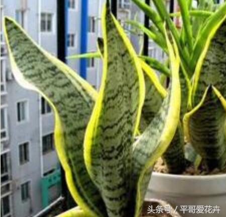 吉祥花招财旺家,最富贵的一朵招财花吉祥花