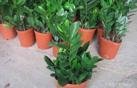 吉祥花招财旺家,最富贵的一朵招财花吉祥花