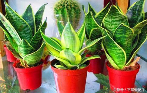 吉祥花招财旺家,最富贵的一朵招财花吉祥花