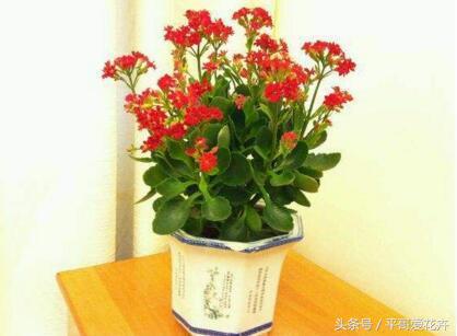 吉祥花招财旺家,最富贵的一朵招财花吉祥花