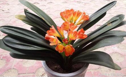 吉祥花招财旺家,最富贵的一朵招财花吉祥花