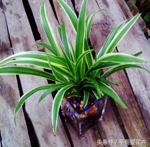 吉祥花招财旺家,最富贵的一朵招财花吉祥花