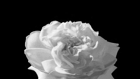 当你有一件纯白的衬衣,洁白的衬衫散发着好闻的味道