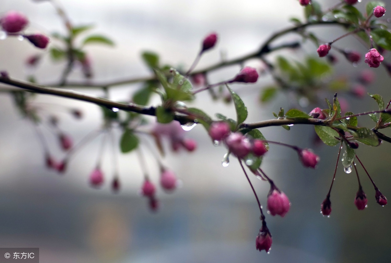 古往今来赞美教师的诗句有哪些,对老教师的赞美评价诗句