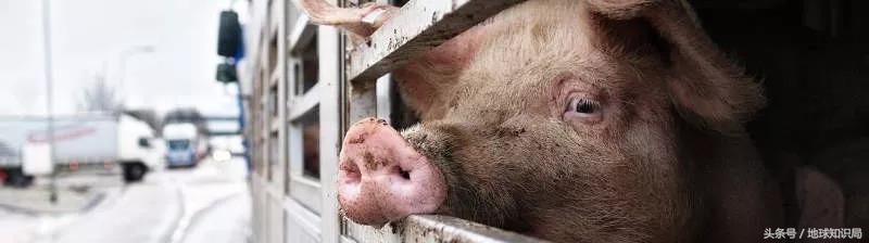 为什么德国人爱吃香肠,德国人对猪肉的喜爱