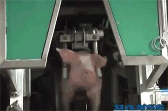 为什么德国人爱吃香肠,德国人对猪肉的喜爱