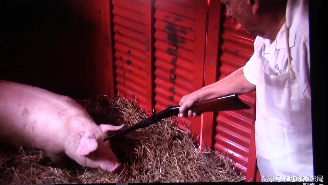 为什么德国人爱吃香肠,德国人对猪肉的喜爱