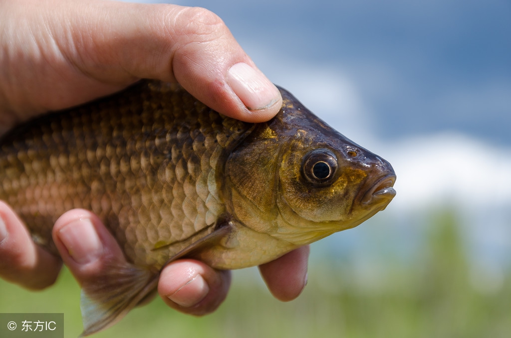 钓鱼遇到虾闹窝怎么钓虾,虾米闹窝最简单的处理方法