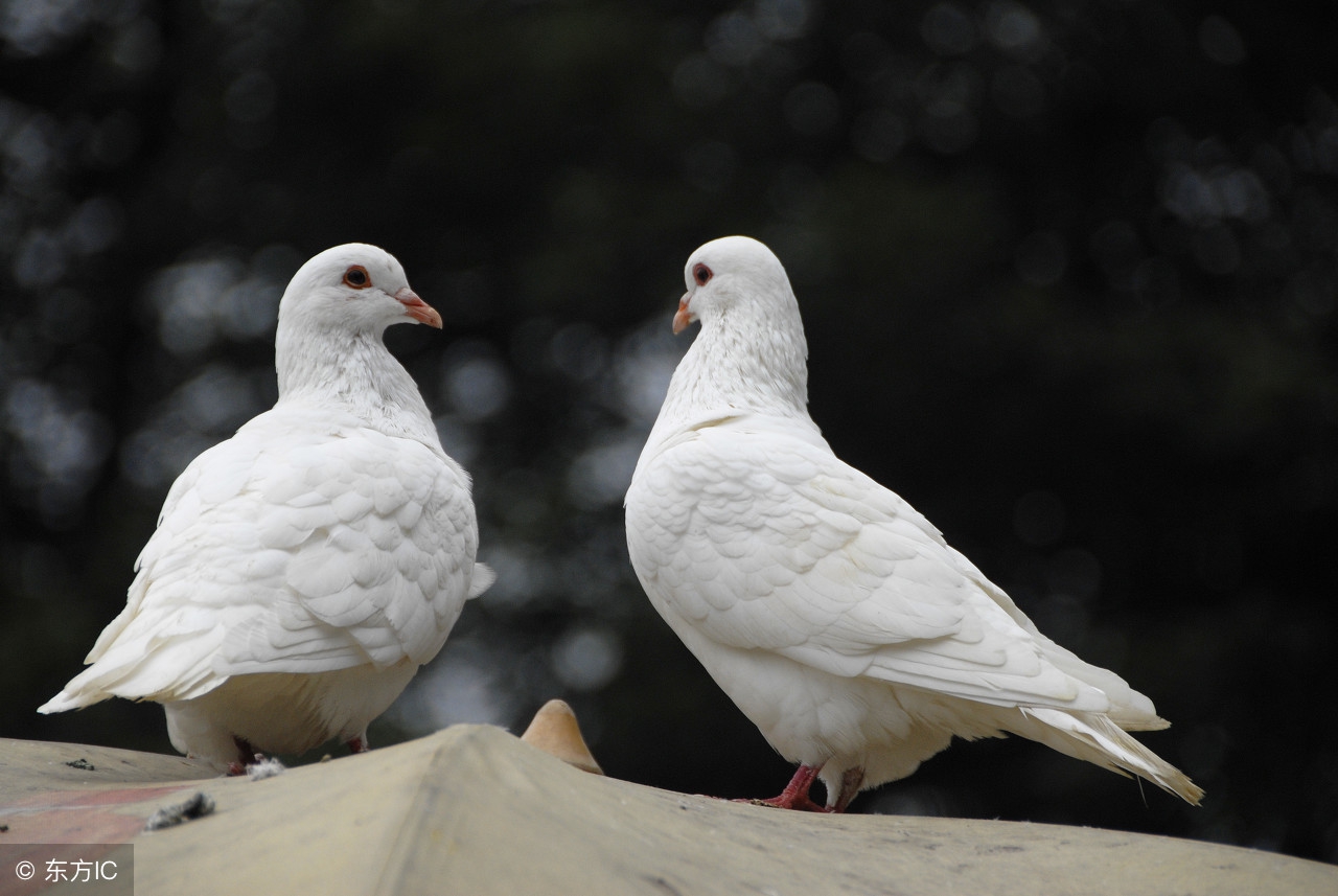血统鸽配血统鸽能飞不,家鸽和信鸽配对出什么样的鸽子