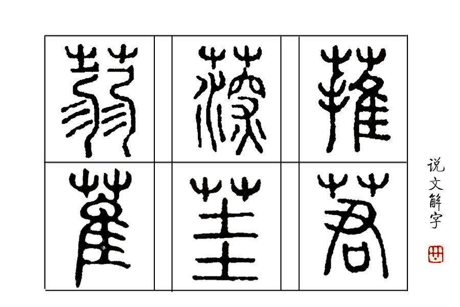《说文解字》第53课：“茥”这个字，原来指这种适合男人吃的水果
