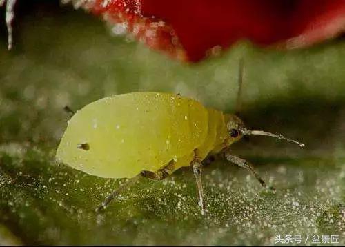 适合花卉多种虫害防治的药,花草虫害药剂